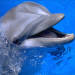 un dauphin