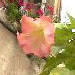une fleur
